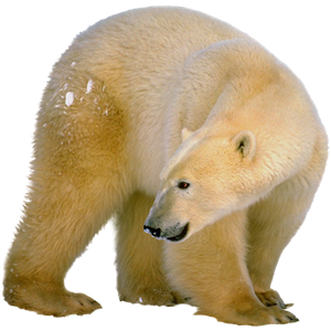 Polar white bear PNG-23518